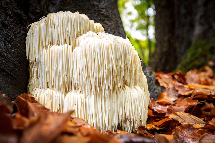 Lion's mane (hericium)