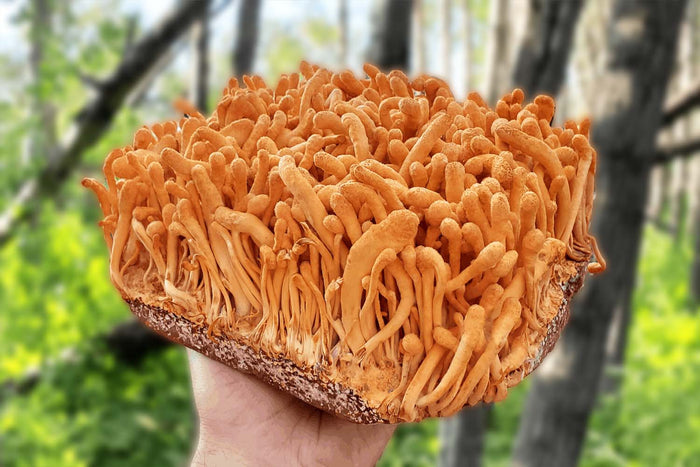 Cordyceps sinensis